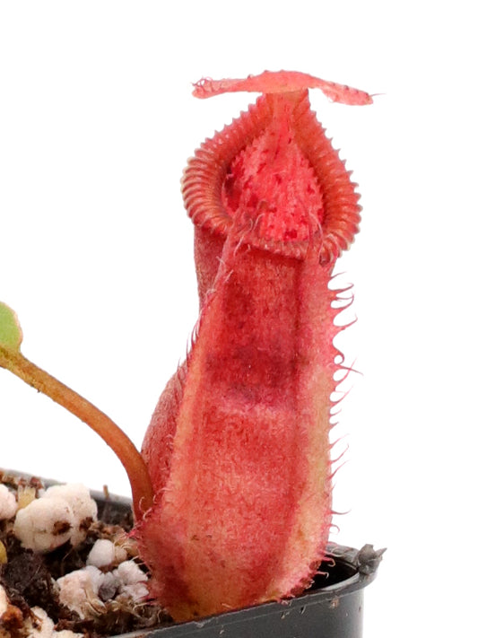 Nepenthes spathulata x "Diabolica"  BE-3983
