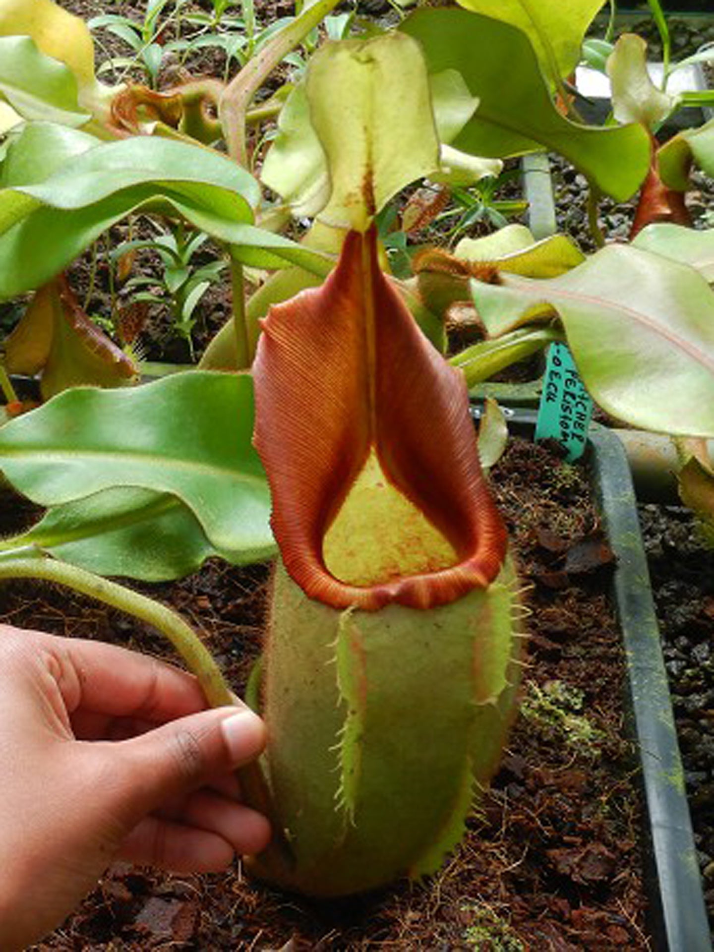 ASTA 7 : BE-4097 Nepenthes veitchii "Bario RED" Highland   XL SIZE