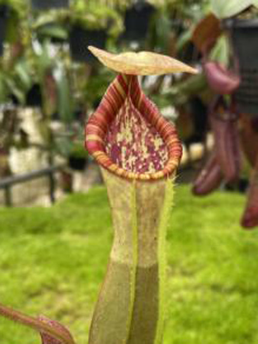 Nepenthes clipeata x (lowii x veitchii)  BE-4625