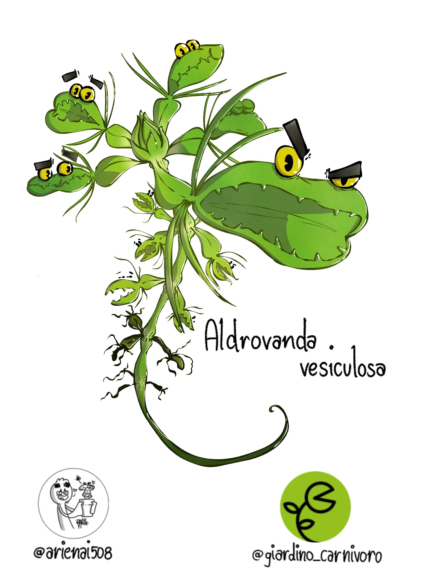 STICKER ALDROVANDA  6 CM X 8,3 CM