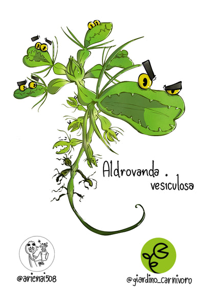 STICKER ALDROVANDA  6 CM X 8,3 CM