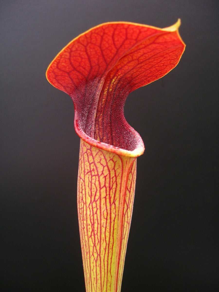 A05 MK Sarracenia alata var. atrorubra   All red, Mississippi