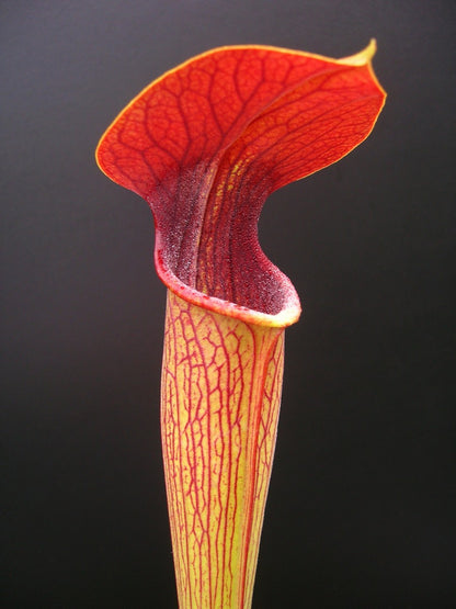 A05 MK Sarracenia alata var. atrorubra   All red, Mississippi