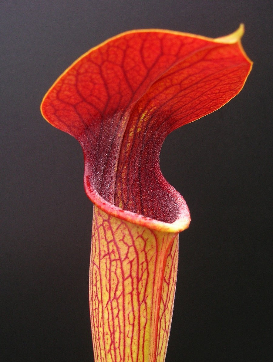 A05 MK Sarracenia alata var. atrorubra   All red, Mississippi