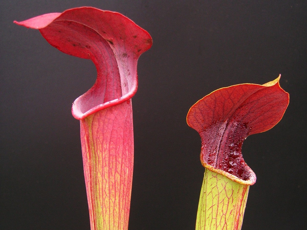A05 MK Sarracenia alata var. atrorubra Ganz rot, Mississippi