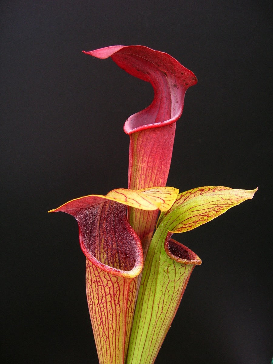 A05 MK Sarracenia alata var. atrorubra Ganz rot, Mississippi