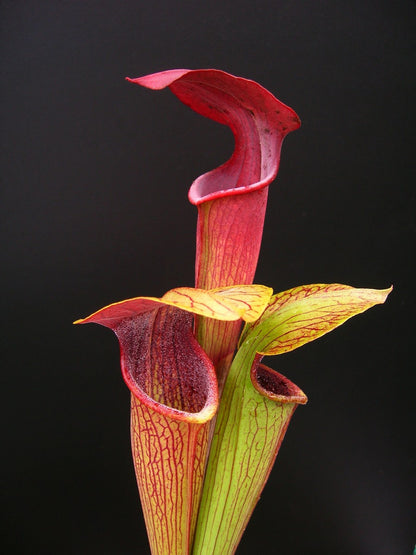 A05 MK Sarracenia alata var. atrorubra   All red, Mississippi