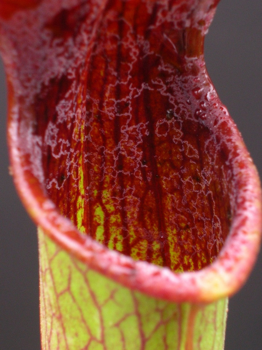 A05 MK Sarracenia alata var. atrorubra Ganz rot, Mississippi
