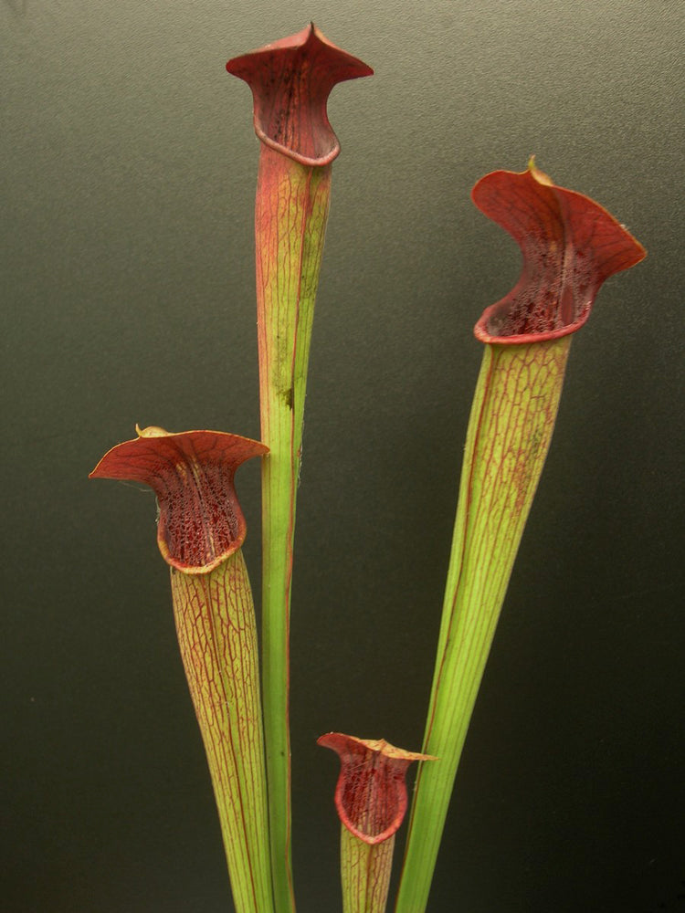 A14 PW Sarracenia alata var. atrorubra,  all red, Mississippi