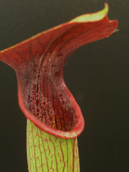 A14 PW Sarracenia alata var. atrorubra,  all red, Mississippi