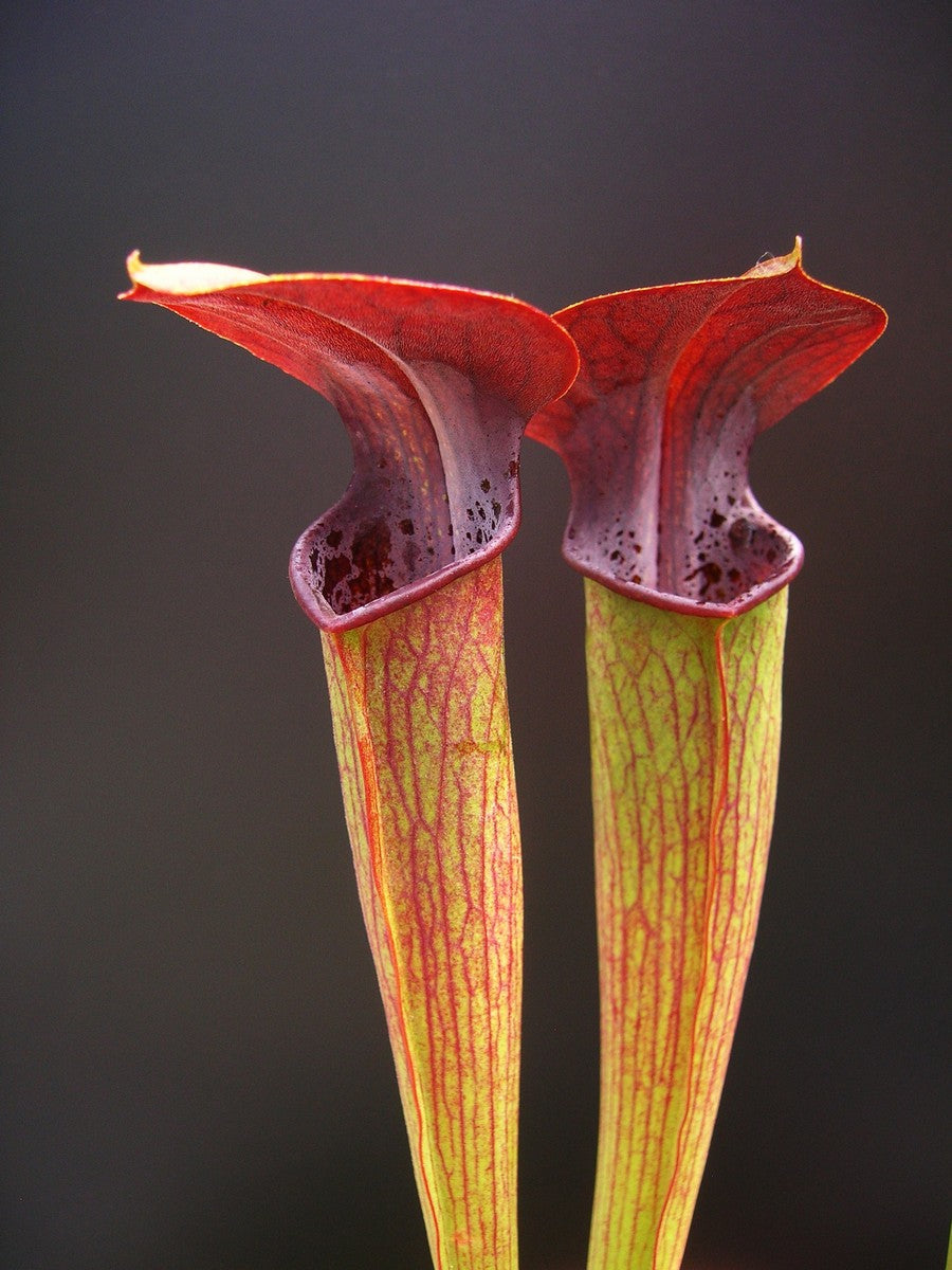 Sarracenia alata var. rubrioperculata "Purple throat"