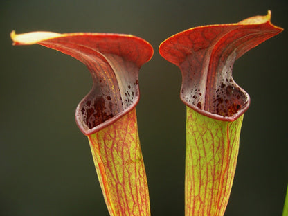 Sarracenia alata var. rubrioperculata "Purple throat"