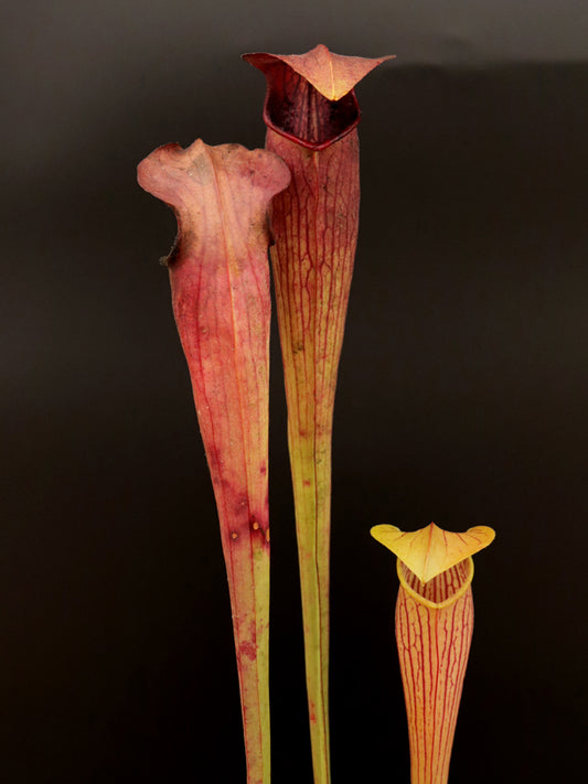 A21 MK Sarracenia alata var. rubrioperculata, stark geäderter, roter Deckel