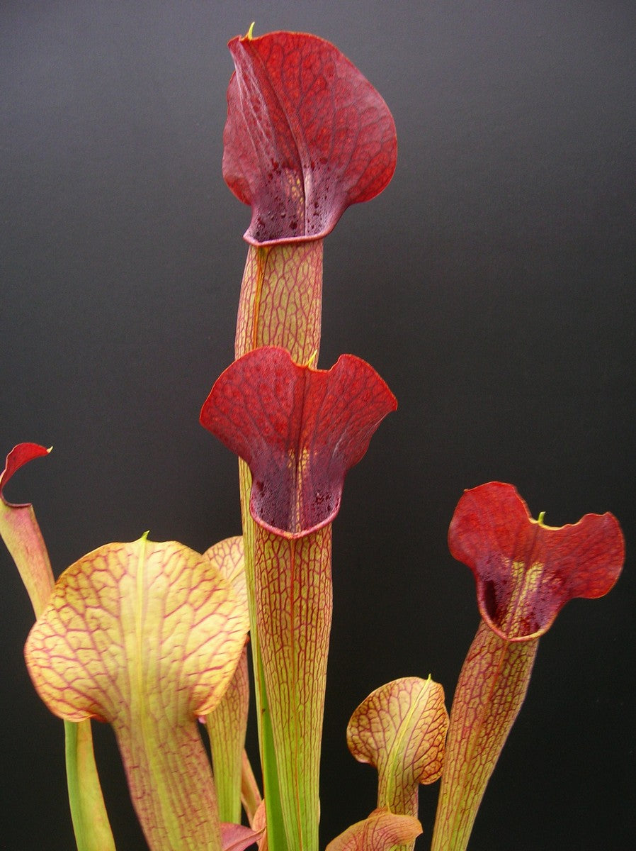 A22 MK Sarracenia alata var. atrorubra „All red“ großer breiter Deckel, De Soto