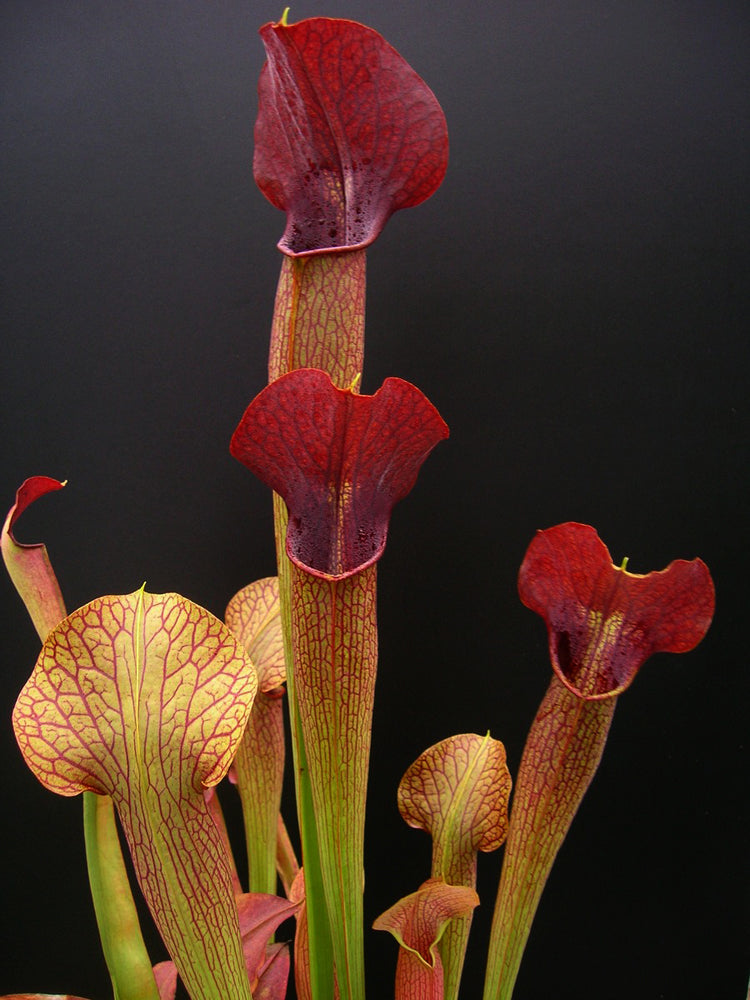 A22 MK Sarracenia alata var. atrorubra „All red“ großer breiter Deckel, De Soto