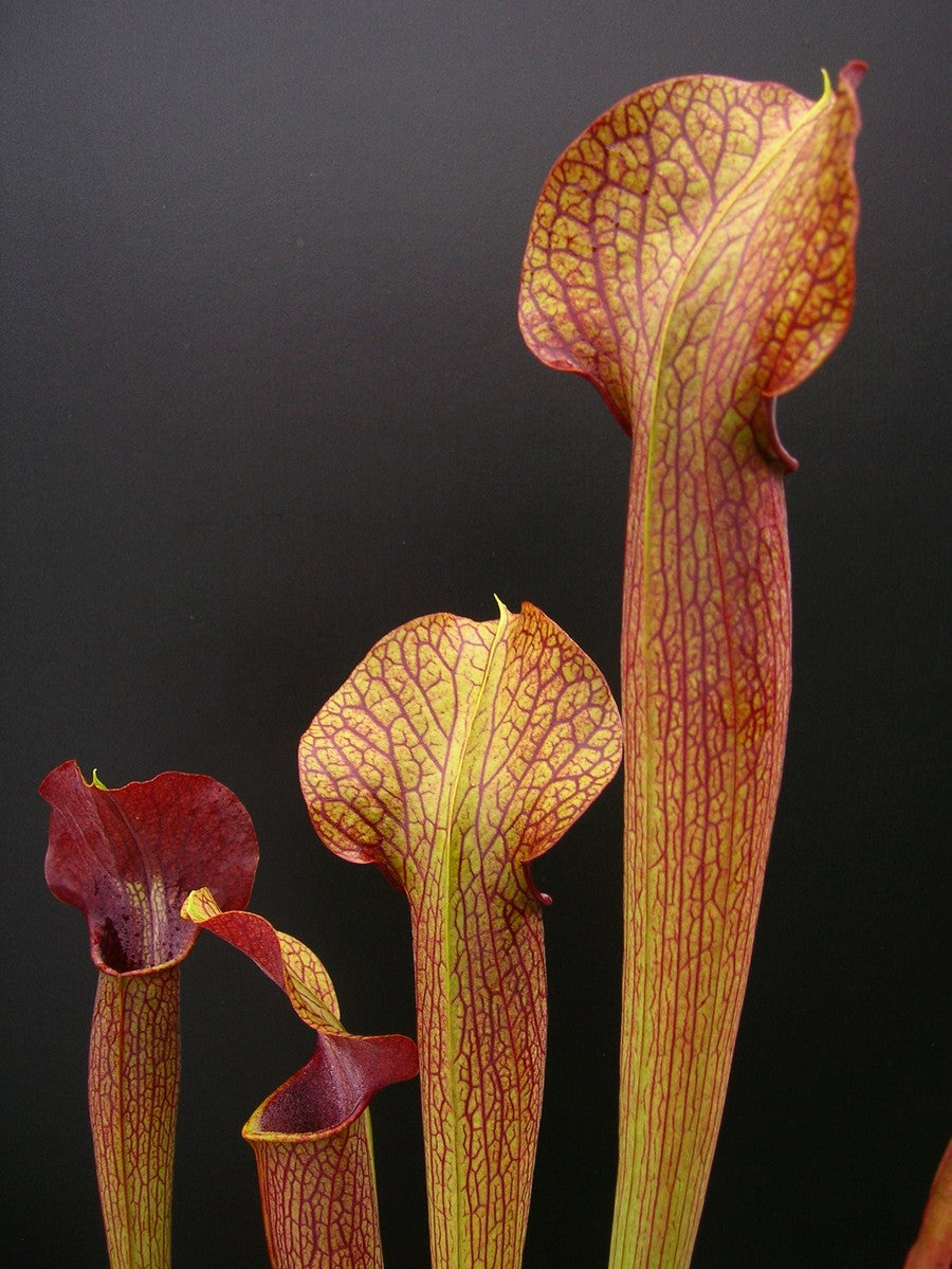 A22 MK Sarracenia alata var. atrorubra „All red“ großer breiter Deckel, De Soto