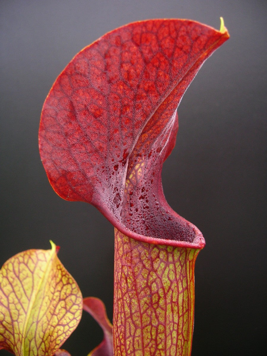 A22 MK Sarracenia alata var. atrorubra „All red“ großer breiter Deckel, De Soto