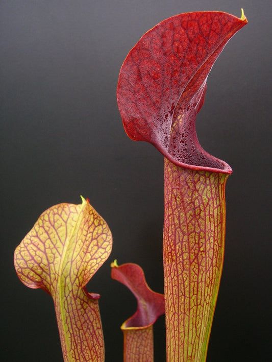A22 MK Sarracenia alata var. atrorubra „All red“ großer breiter Deckel, De Soto