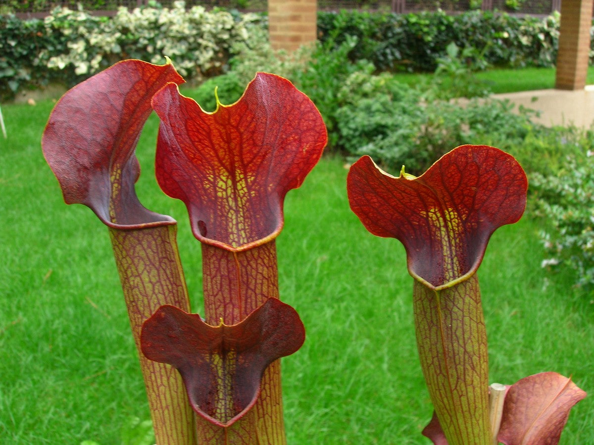 A22 MK Sarracenia alata var. atrorubra „All red“ großer breiter Deckel, De Soto