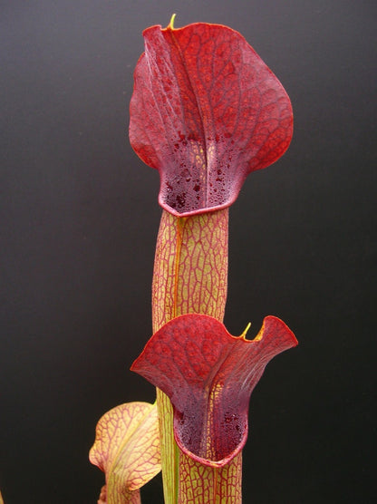 A22 MK Sarracenia alata var. atrorubra „All red“ großer breiter Deckel, De Soto