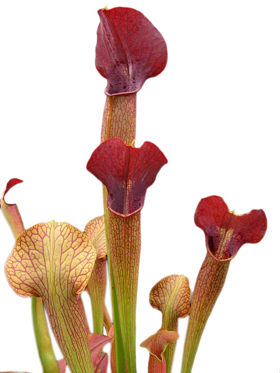 A22 MK Sarracenia alata var. atrorubra „All red“ großer breiter Deckel, De Soto