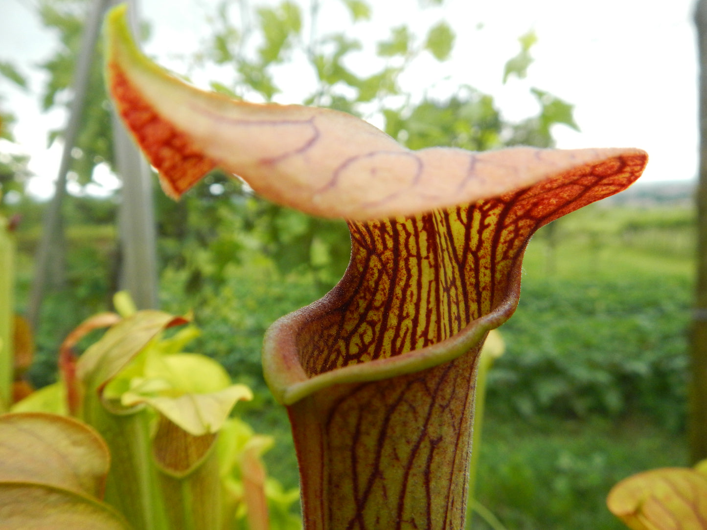 Sarracenia alata var. rubrioperculata A26 MK