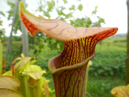 Sarracenia alata var. rubrioperculata  A26 MK