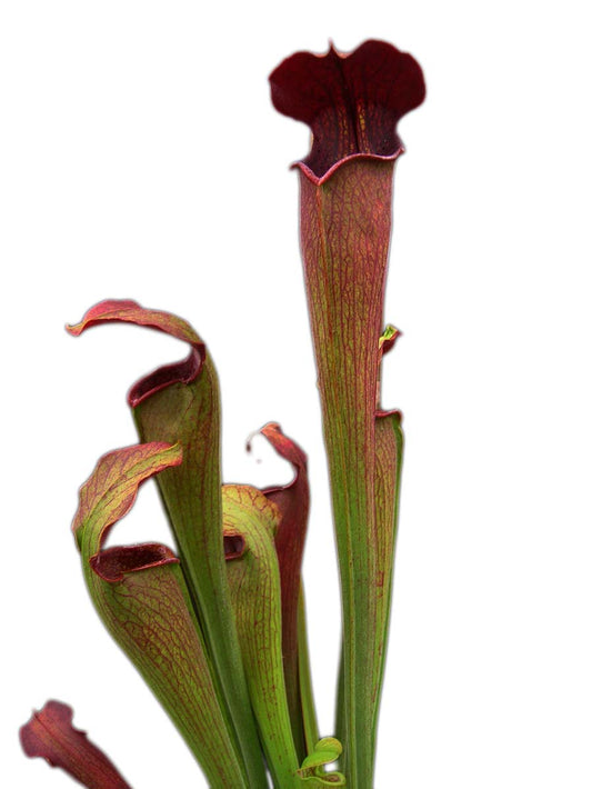 FRISCHE SAMEN von SARRACENIA ALATA BLACK TUBE A27 MK