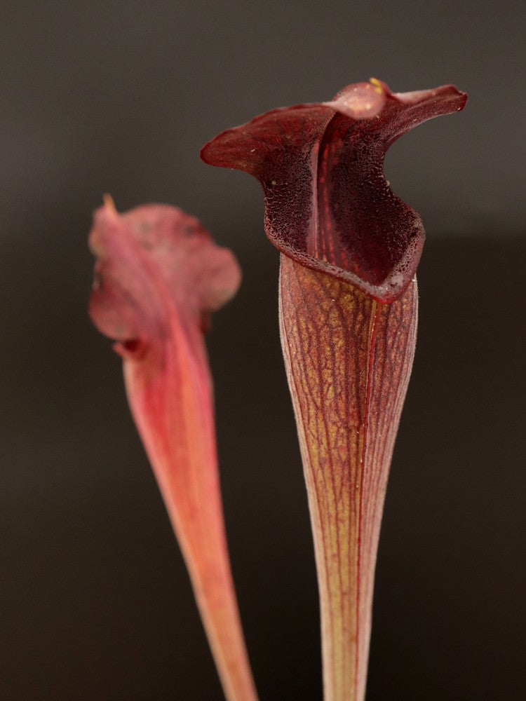 A28 MK Sarracenia alata var. nigropurpurea  Black tube, pubescent