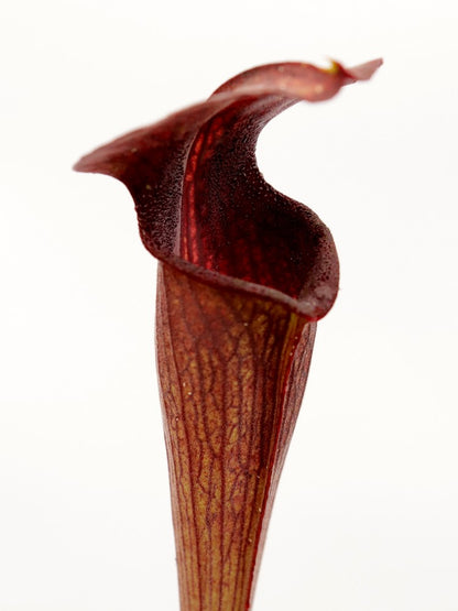 A28 MK Sarracenia alata var. nigropurpurea  Black tube, pubescent
