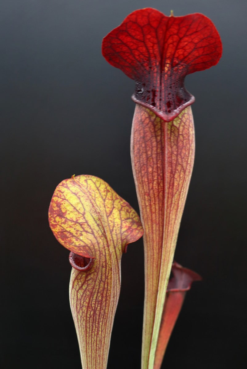 A1 GC Sarracenia alata var. nigropurpurea "Black wings"  A28 MK x A60 MK