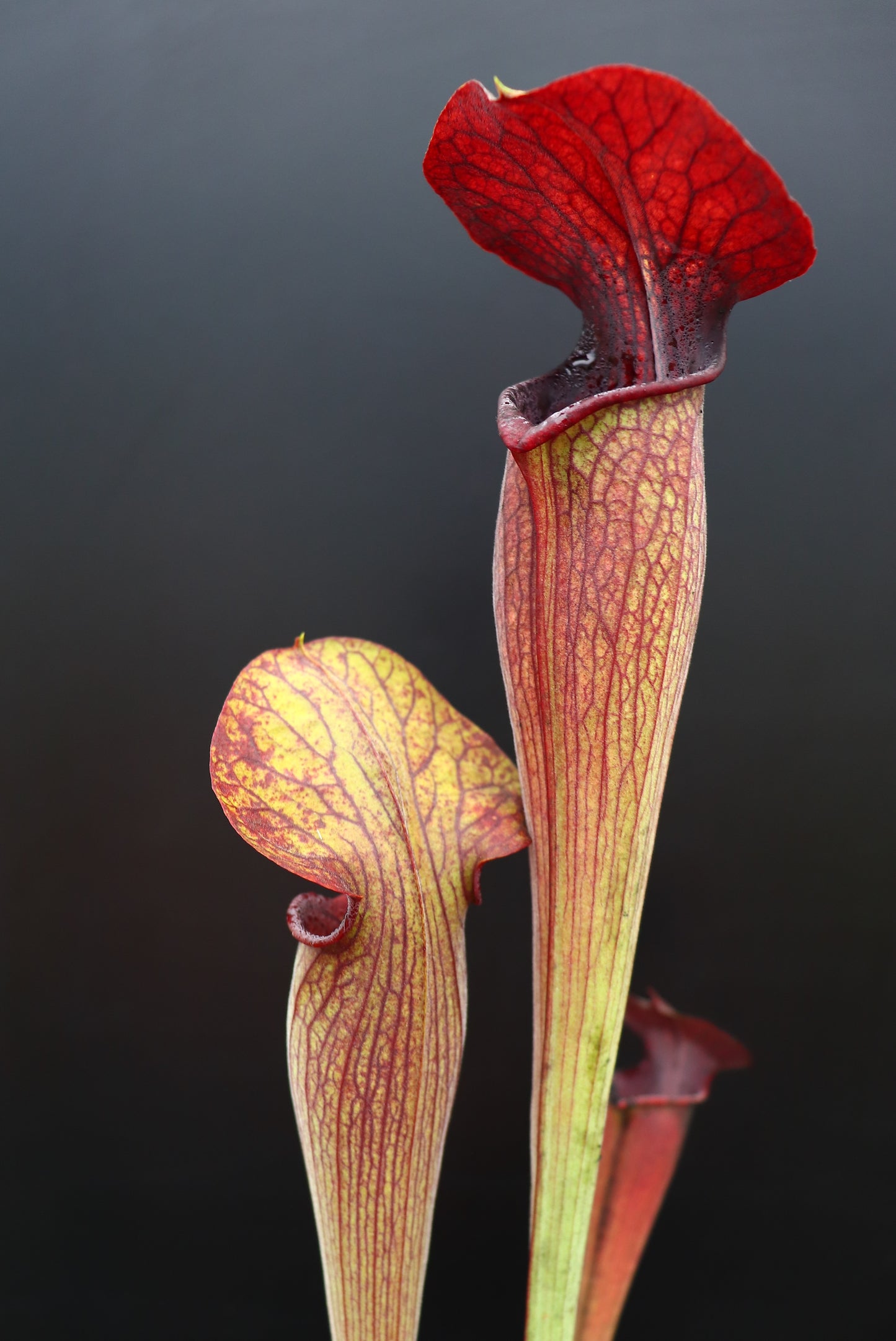 A1 GC Sarracenia alata var. nigropurpurea "Black wings"  A28 MK x A60 MK