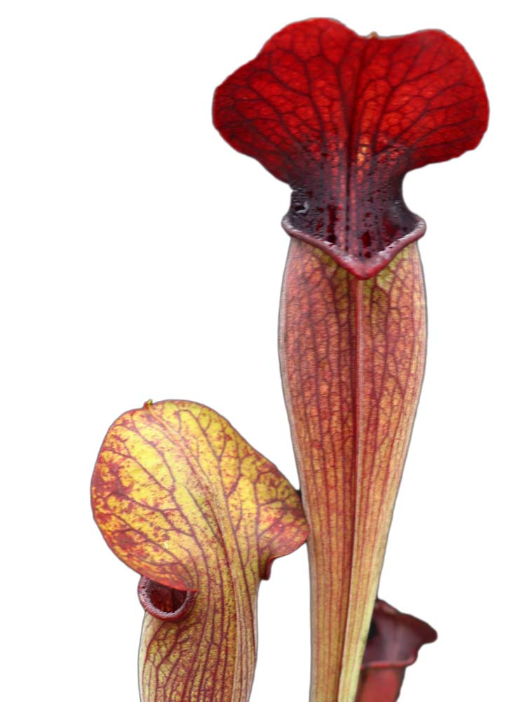 A1 GC Sarracenia alata var. nigropurpurea "Black wings" A28 MK x A60 MK