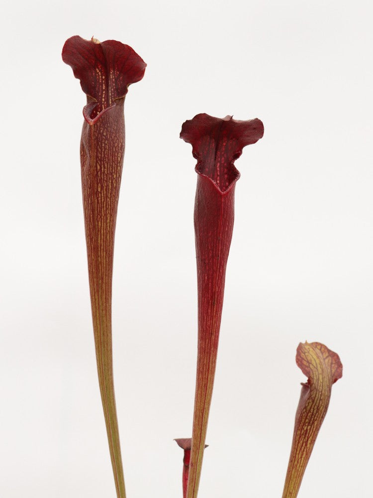 A30 MK Sarracenia alata var. nigropurpurea, red/black, white's crossing, Desoto