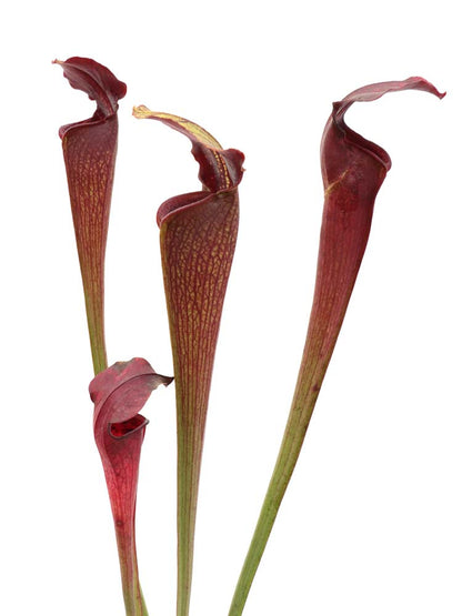 A30 MK Sarracenia alata var. nigropurpurea, red/black, white's crossing, Desoto