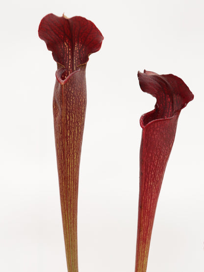 A30 MK Sarracenia alata var. nigropurpurea  Red/Black , White's Crossing, Desoto