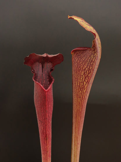 A30 MK Sarracenia alata var. nigropurpurea  Red/Black , White's Crossing, Desoto