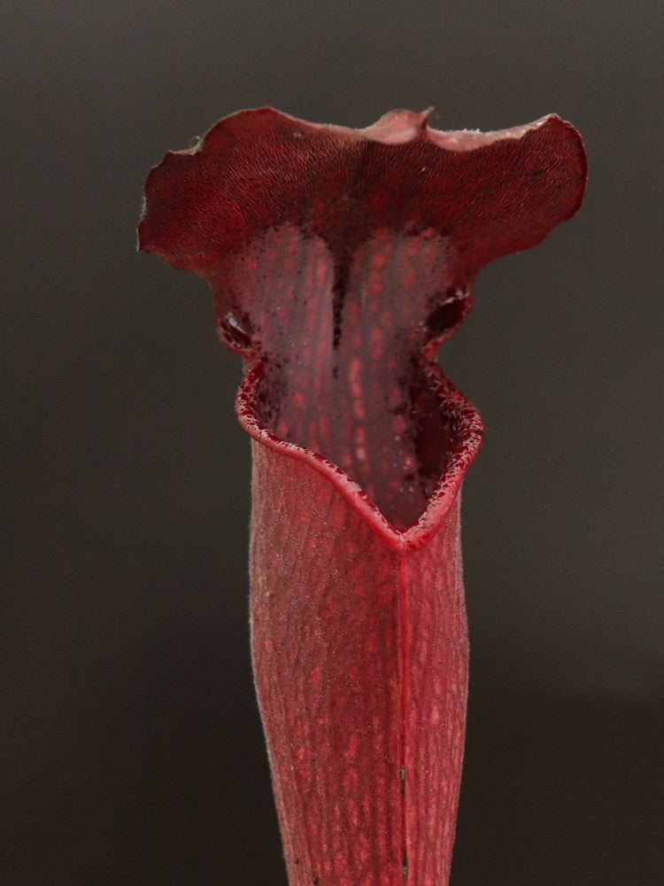A30 MK Sarracenia alata var. nigropurpurea  Red/Black , White's Crossing, Desoto