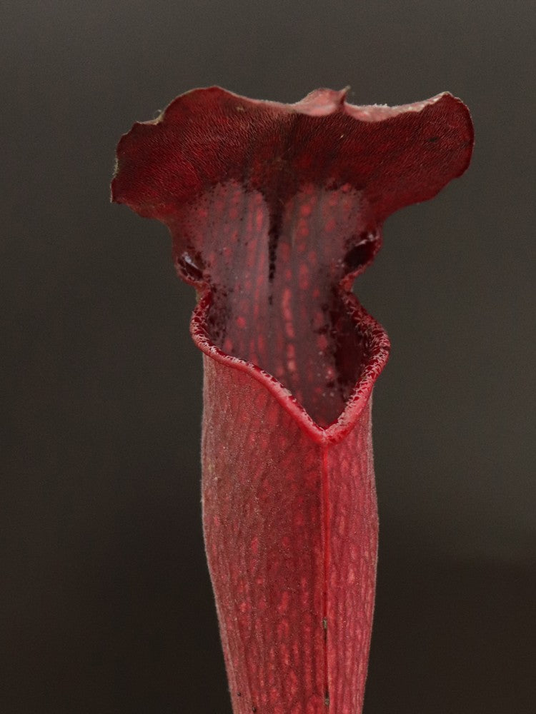 A30 MK Sarracenia alata var. nigropurpurea, red/black, white's crossing, Desoto