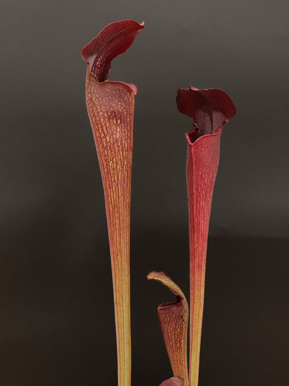 A30 MK Sarracenia alata var. nigropurpurea  Red/Black , White's Crossing, Desoto