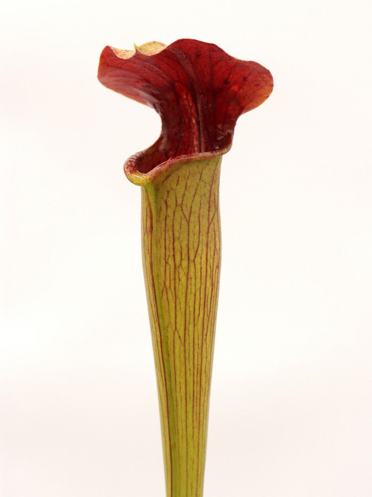 A48 MK Sarracenia alata var. rubrioperculata, Giant red throat