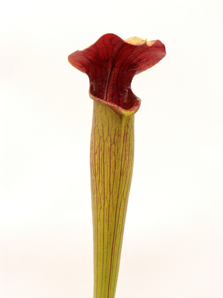 A48 MK Sarracenia alata var. rubrioperculata, Giant red throat