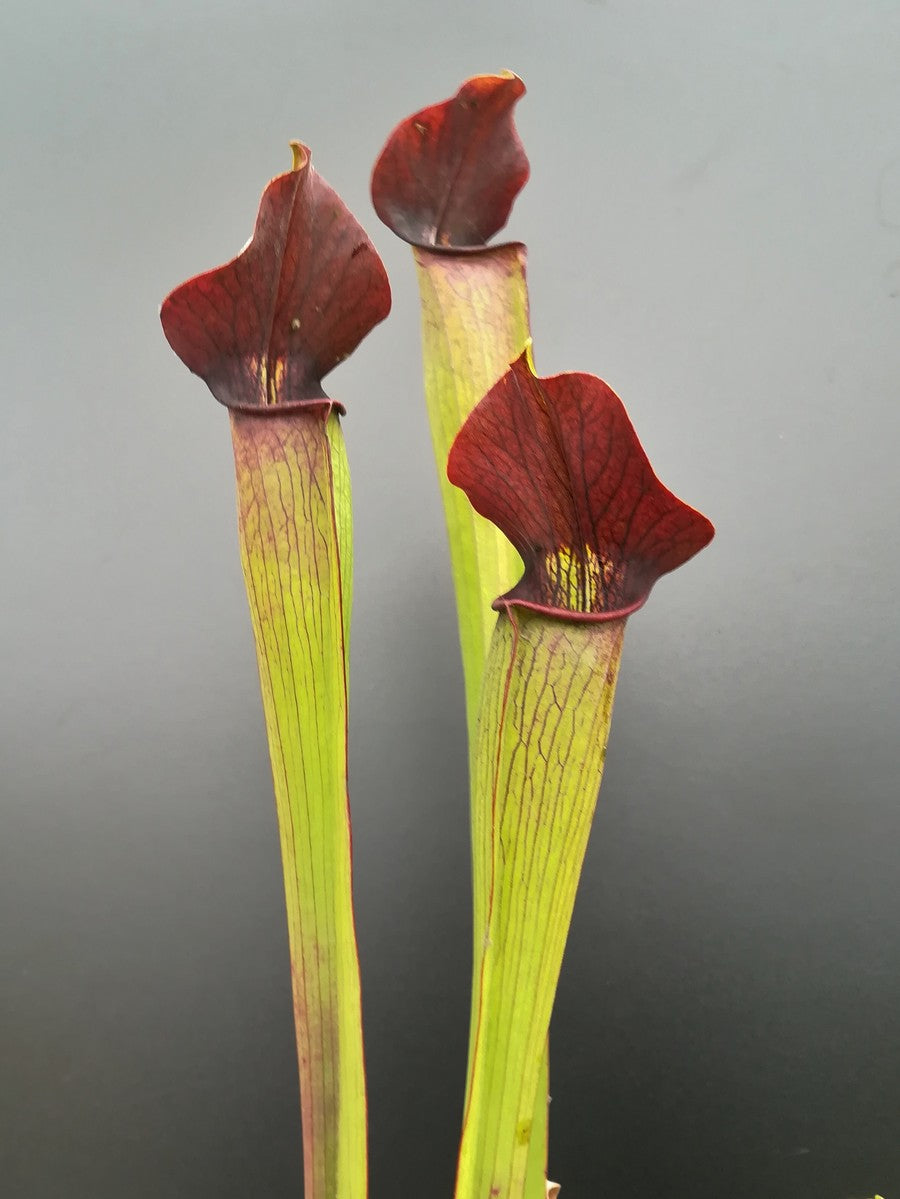 A59 MK Sarracenia alata var. rubrioperculata, großer brauner Hals