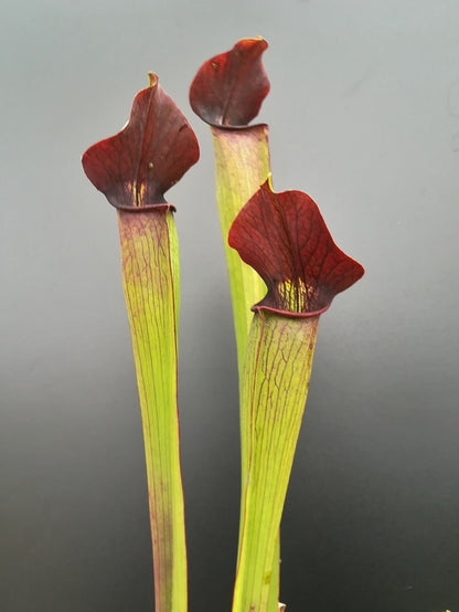 A59 MK Sarracenia alata var. rubrioperculata, großer brauner Hals