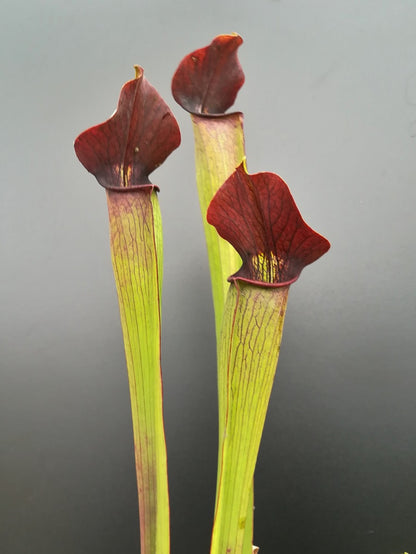 A59 MK Sarracenia alata var. rubrioperculata , large marroon throat