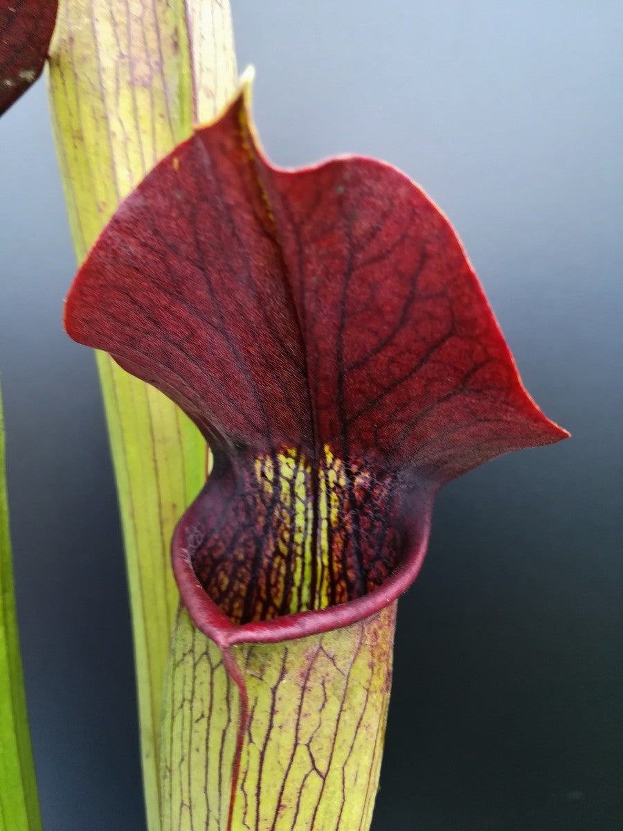 A59 MK Sarracenia alata var. rubrioperculata, großer brauner Hals