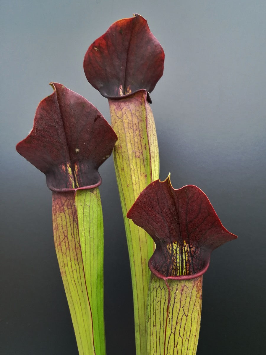 A59 MK Sarracenia alata var. rubrioperculata, großer brauner Hals