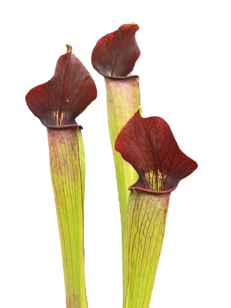 A59 MK Sarracenia alata var. rubrioperculata, großer brauner Hals