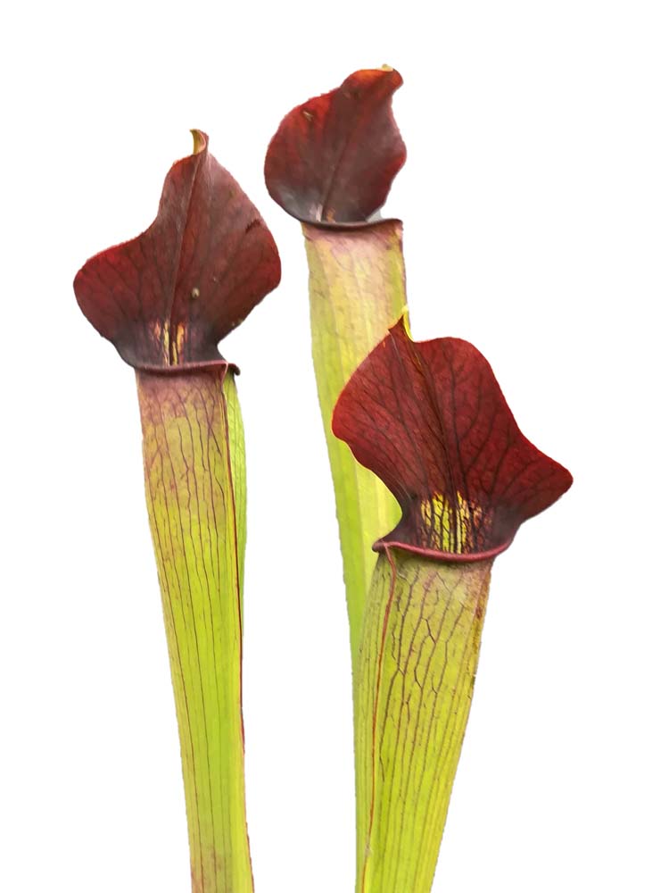 A59 MK Sarracenia alata var. rubrioperculata , large marroon throat