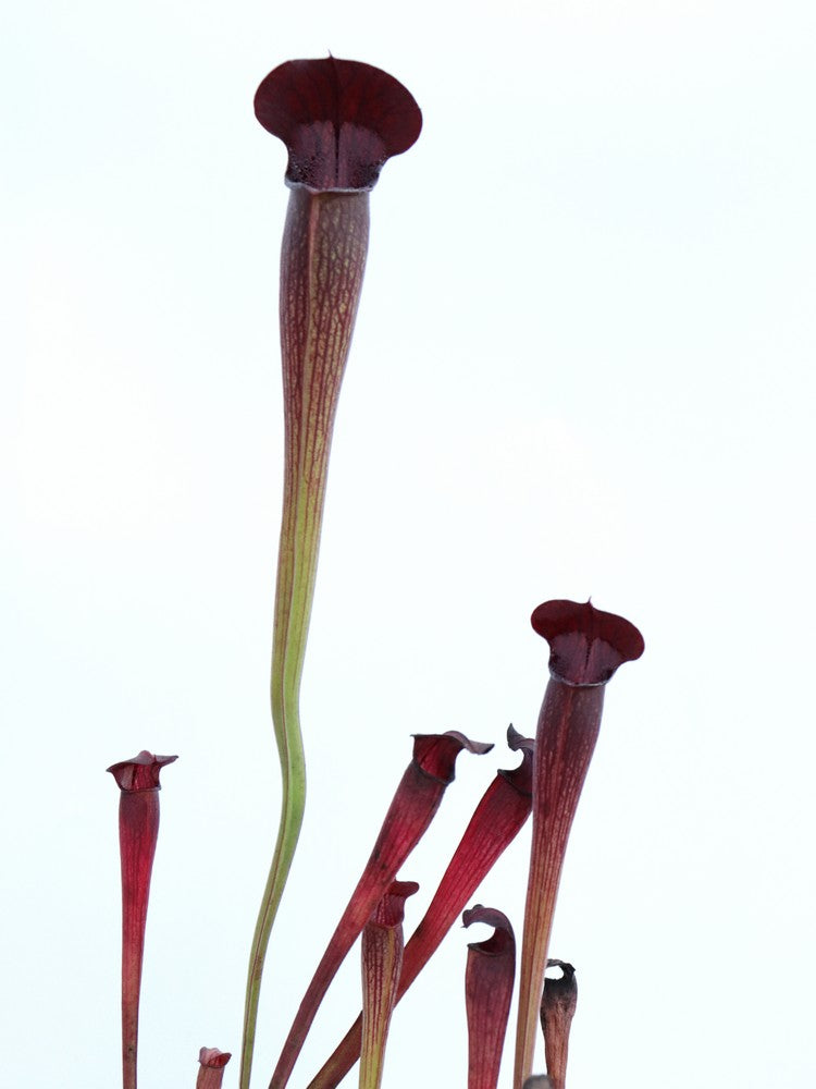 A60 MK Sarracenia alata var. nigropurpurea, black tube